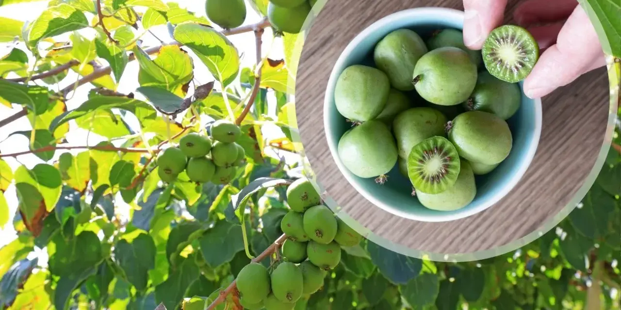 Gałązki drzewa kiwi oblepione zielonymi owocami. W okrągłej ramce miseczka pełna tych owoców, jeden przekrojony ukazuje czerwone nasionka.