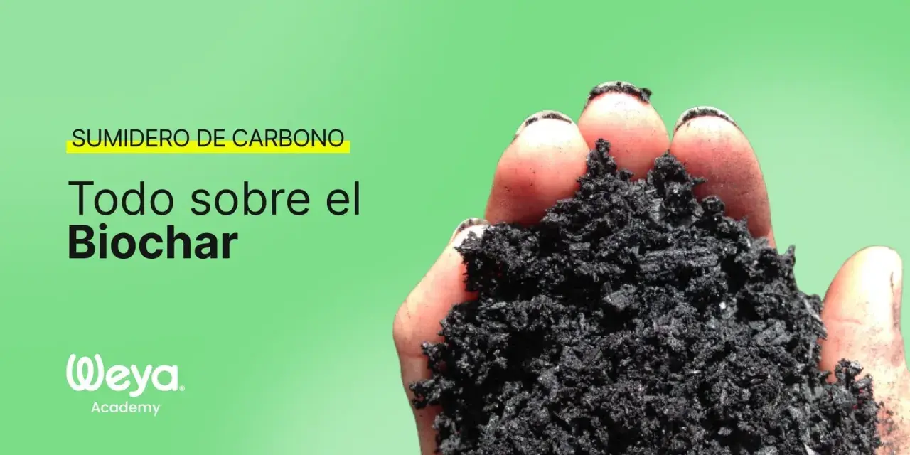 Mano sosteniendo biochar, un sumidero de carbono. Aprende todo sobre el biochar.