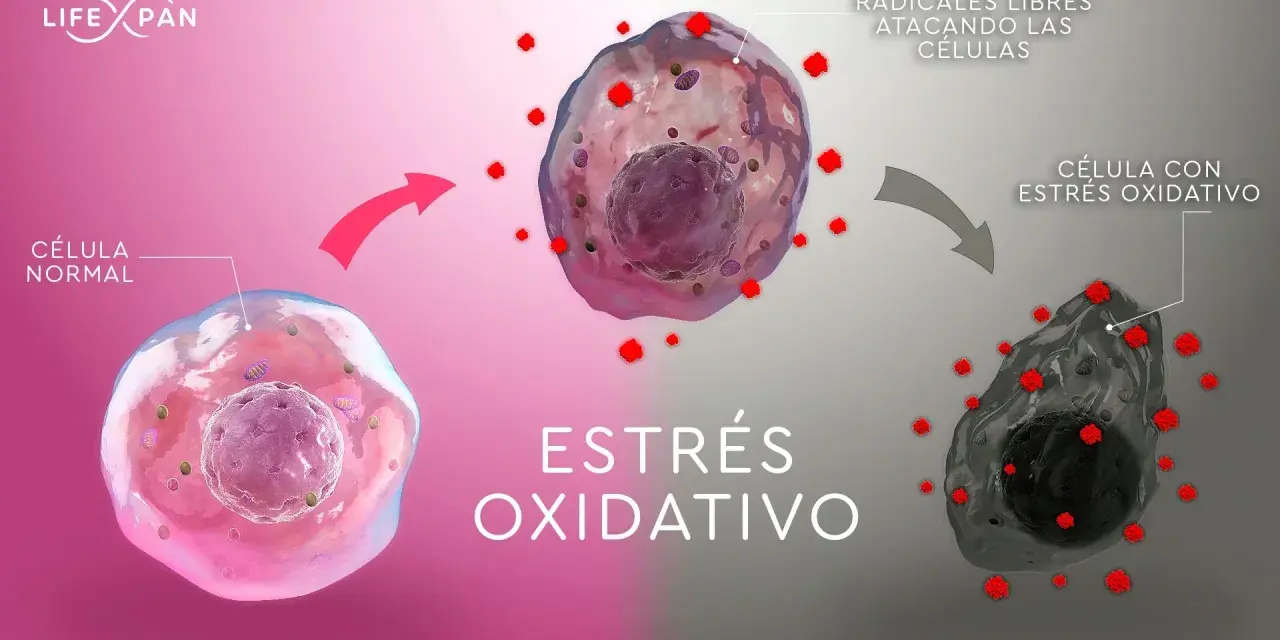 Célula normal atacada por radicales libres, causando estrés oxidativo y daño celular.
