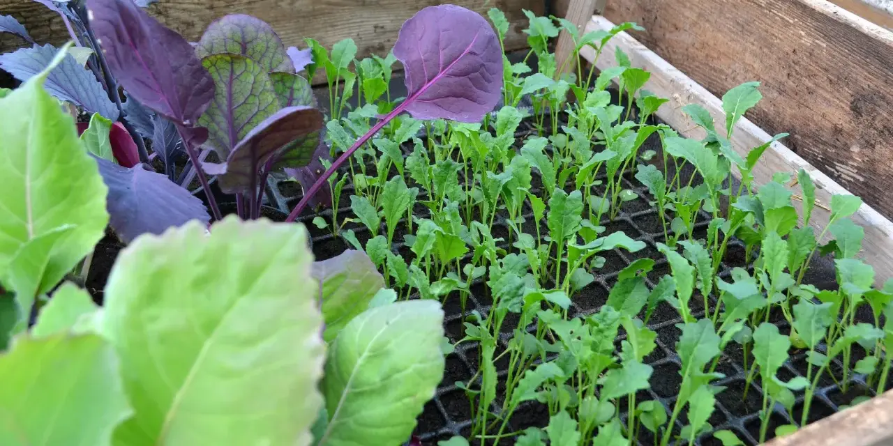 En låda med småplantor av olika kålsorter. Ljusgröna och mörklila blad syns tydligt.