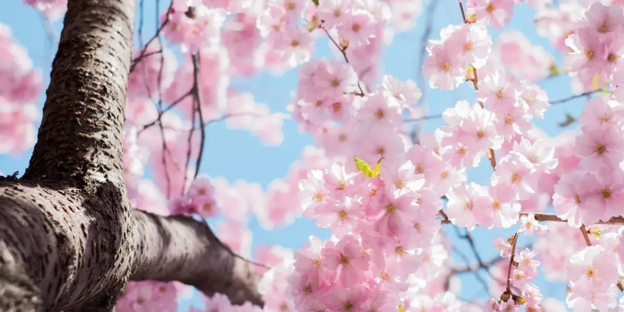 Ramas de cerezo en flor rosa, un símbolo de la primavera y la belleza efímera. El cielo azul de fondo realza el delicado significado de estas flores.