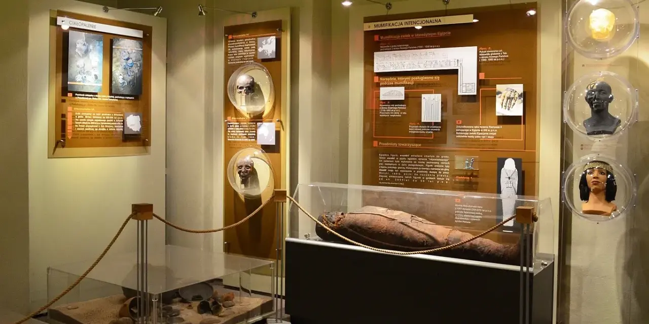 W muzeum człowieka we Wrocławiu zobaczysz mumię egipską, artefakty i rekonstrukcje czaszek.