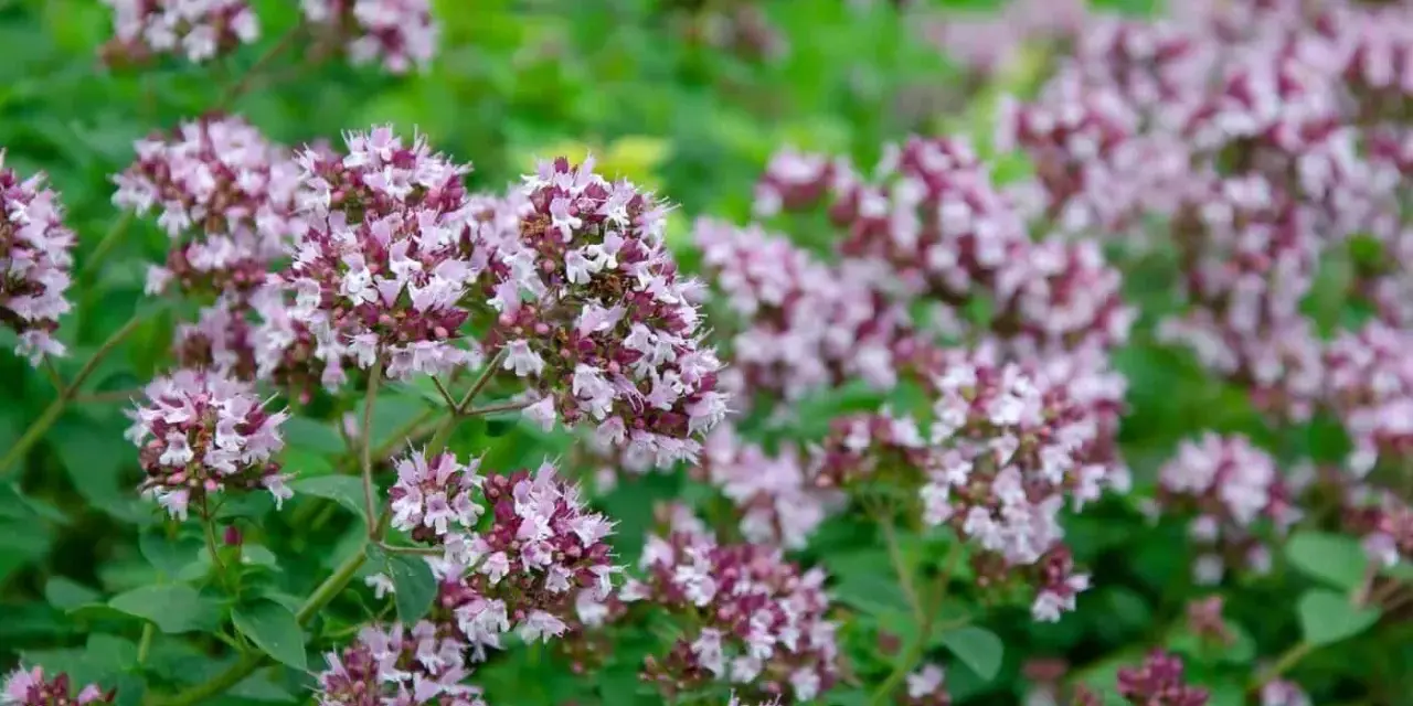En tät buske med små, lila blommor och gröna blad. Perfekt för att odla oregano i din trädgård.