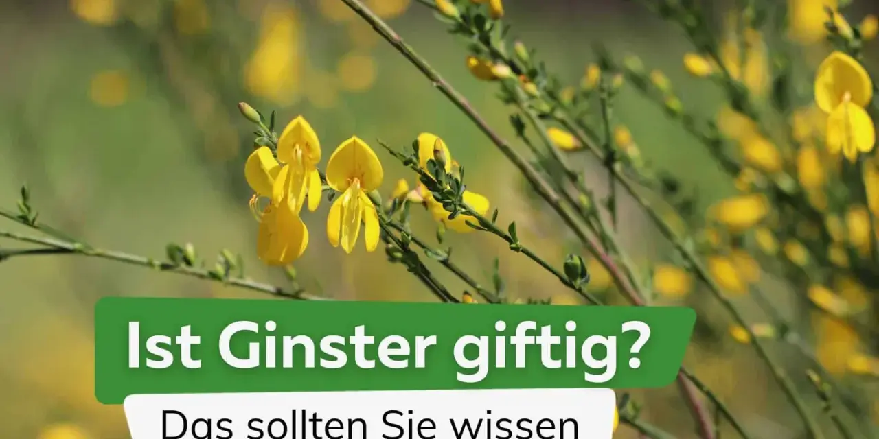 Gelber Ginster blüht, aber Vorsicht: Ginster ist giftig. Informieren Sie sich über die Gefahren dieser Pflanze.