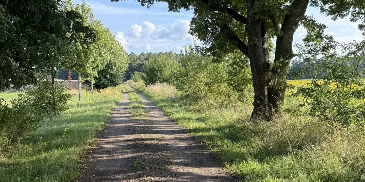 Ein sonniger Feldweg führt durch üppiges Grün. Der Weg erinnert an Psalm 16,11: "Du tust mir kund den Weg zum Leben.
