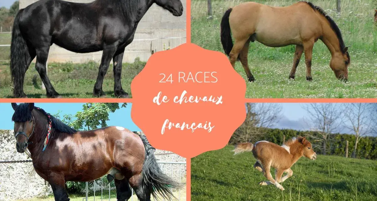 Quatre chevaux, dont un poulain, illustrent la diversité des races de chevaux français.
