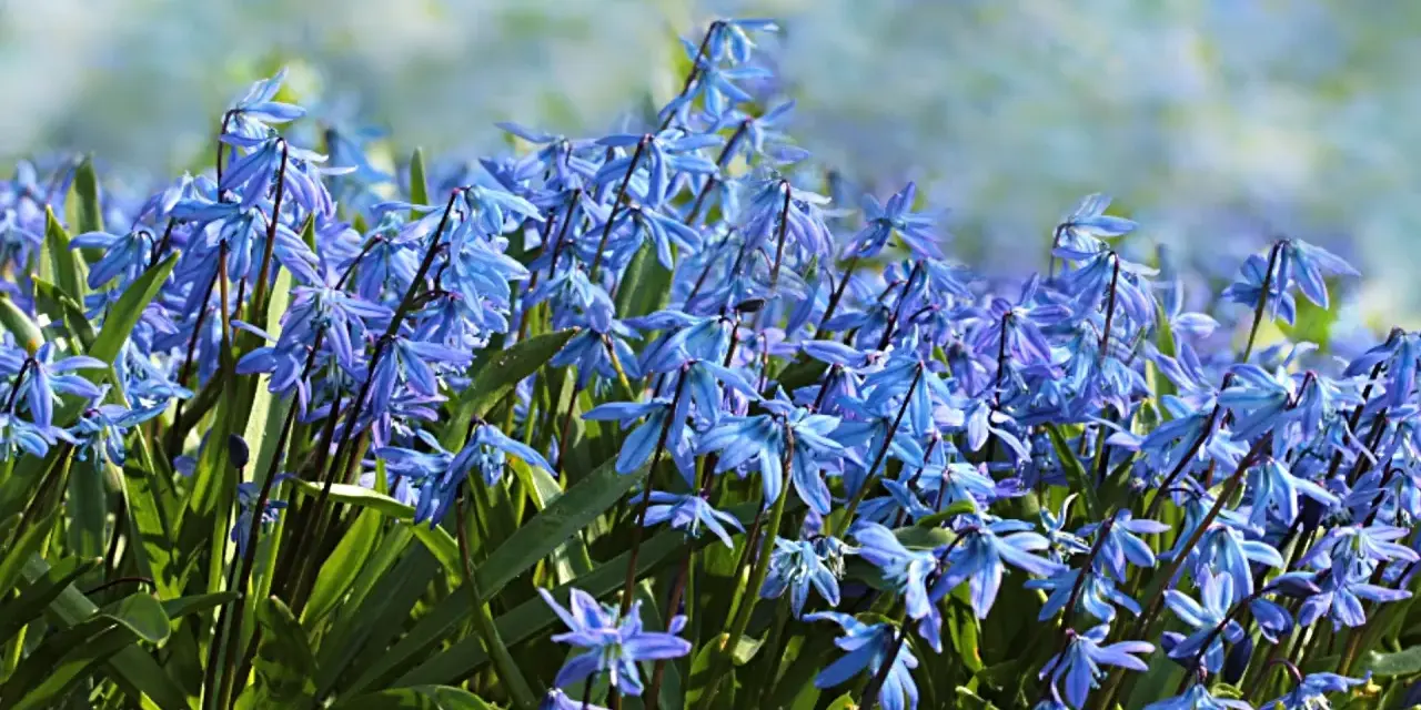 En matta av blå scilla blommor i full blom. De små, stjärnformade blommorna nickar i vinden och skapar en vacker vårscen.