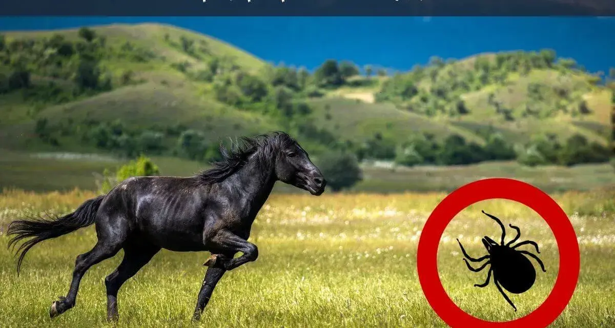Cheval noir galopant dans un pré, avec un symbole de tique barrée. Attention à la maladie de Lyme cheval.