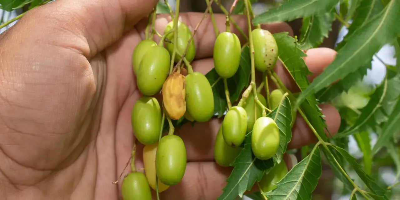 Mano sosteniendo racimos de frutos verdes de neem, de donde se extrae el aceite de neem.