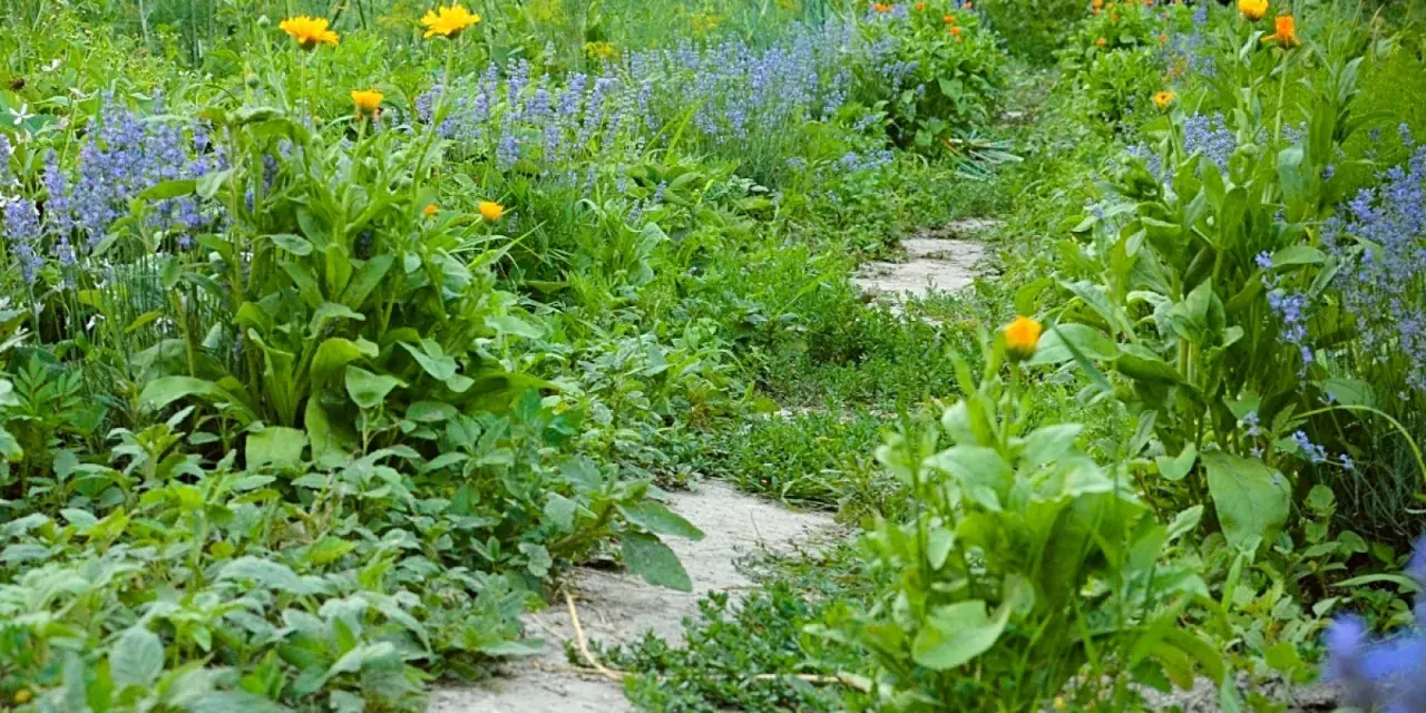 Kamienista ścieżka prowadzi przez bujny ogród naturalistyczny, pełen żółtych i niebieskich kwiatów, tworząc malowniczy krajobraz.