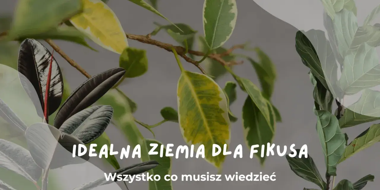 Idealna ziemia do fikusa: liście fikusów w różnych odcieniach zieleni i żółci, z tekstem "Idealna ziemia dla fikusa".