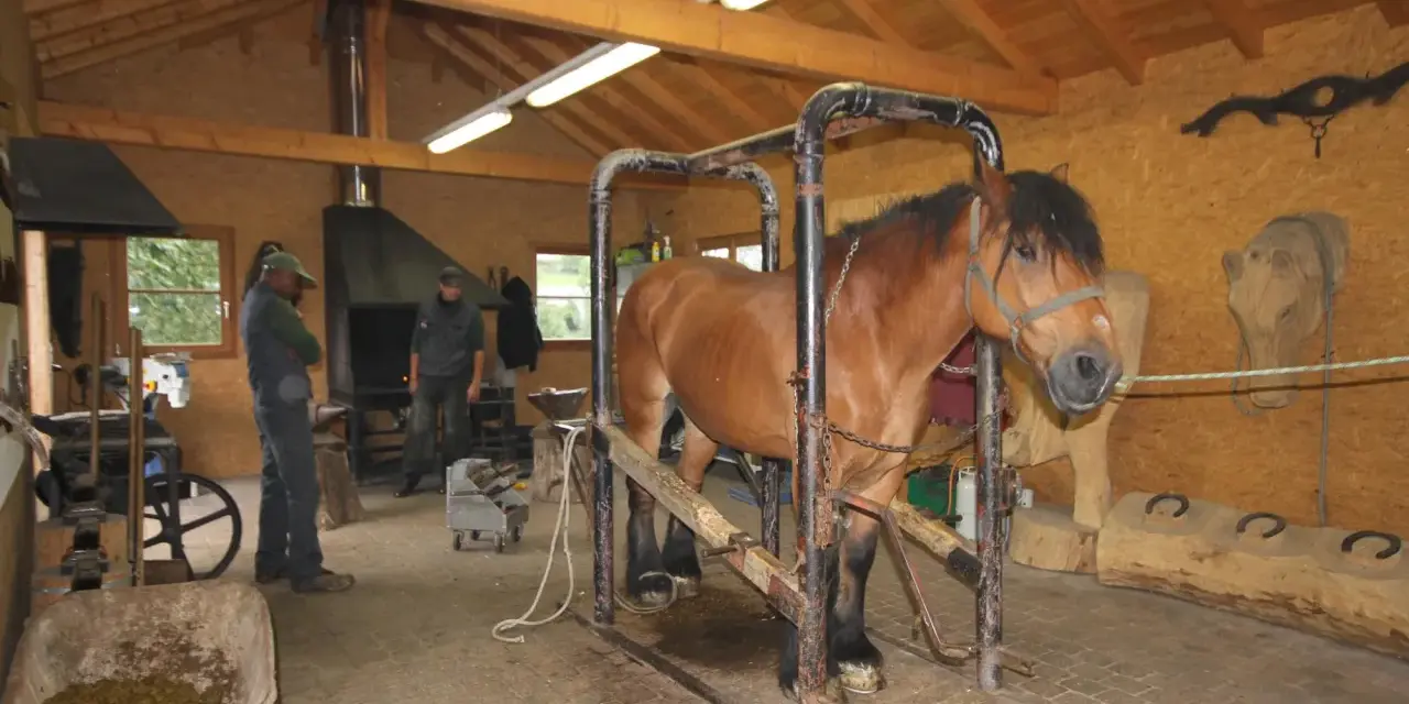 Un cheval de trait brun est dans un box de contention, prêt pour le parage. Des hommes travaillent dans l'atelier.