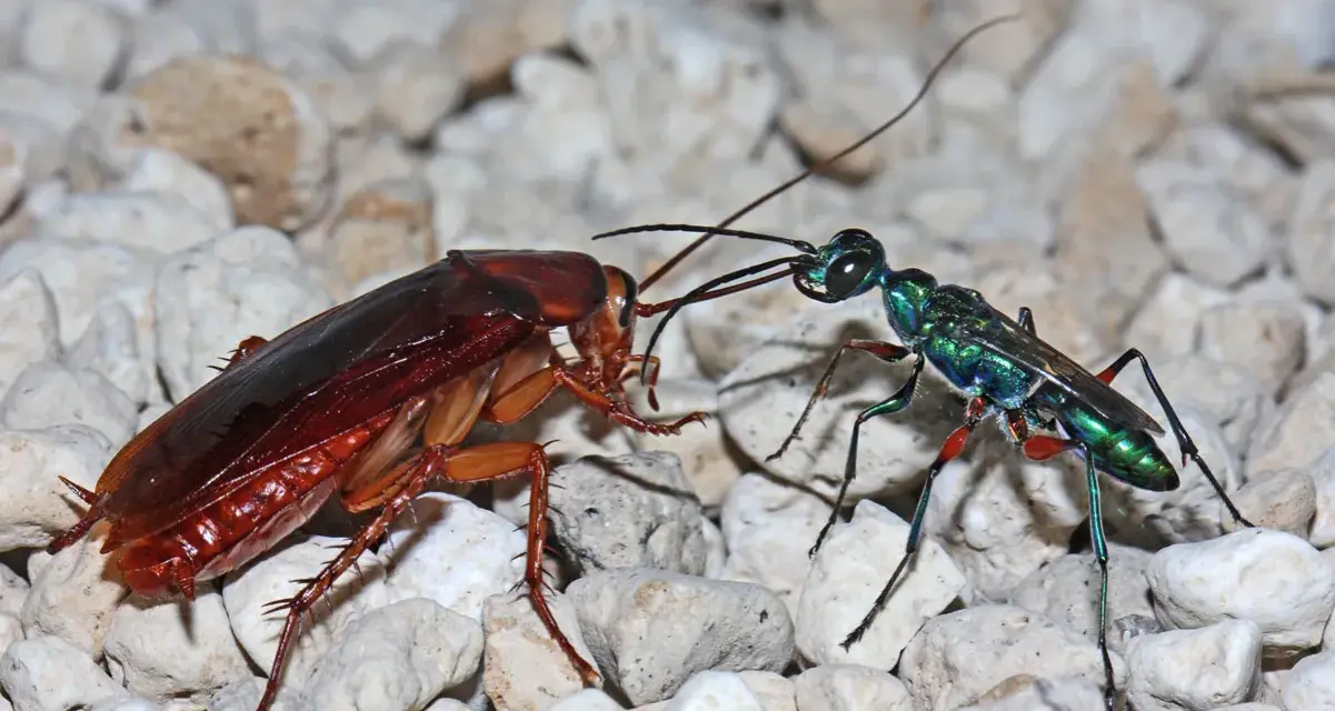Una avispa cucaracha esmeralda, con su cuerpo iridiscente, se enfrenta a una cucaracha marrón sobre un lecho de guijarros.