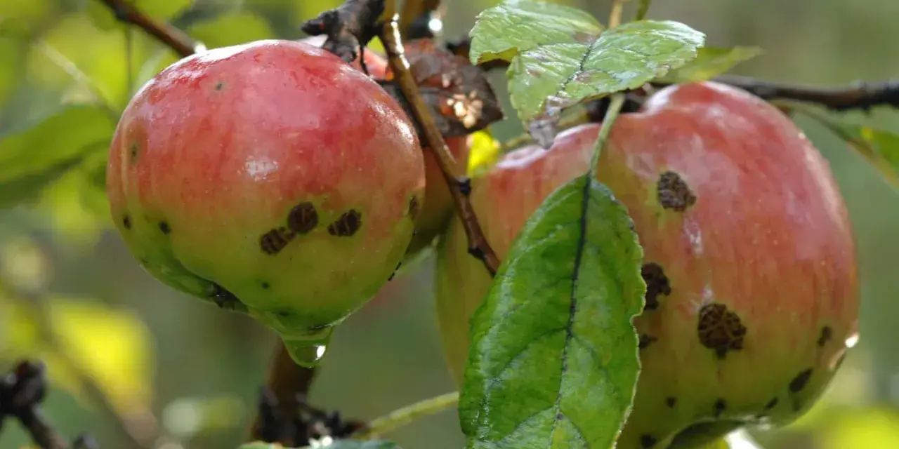 Manzanos con manchas oscuras, indicando la necesidad de saber con qué fumigar un manzano para proteger la cosecha.