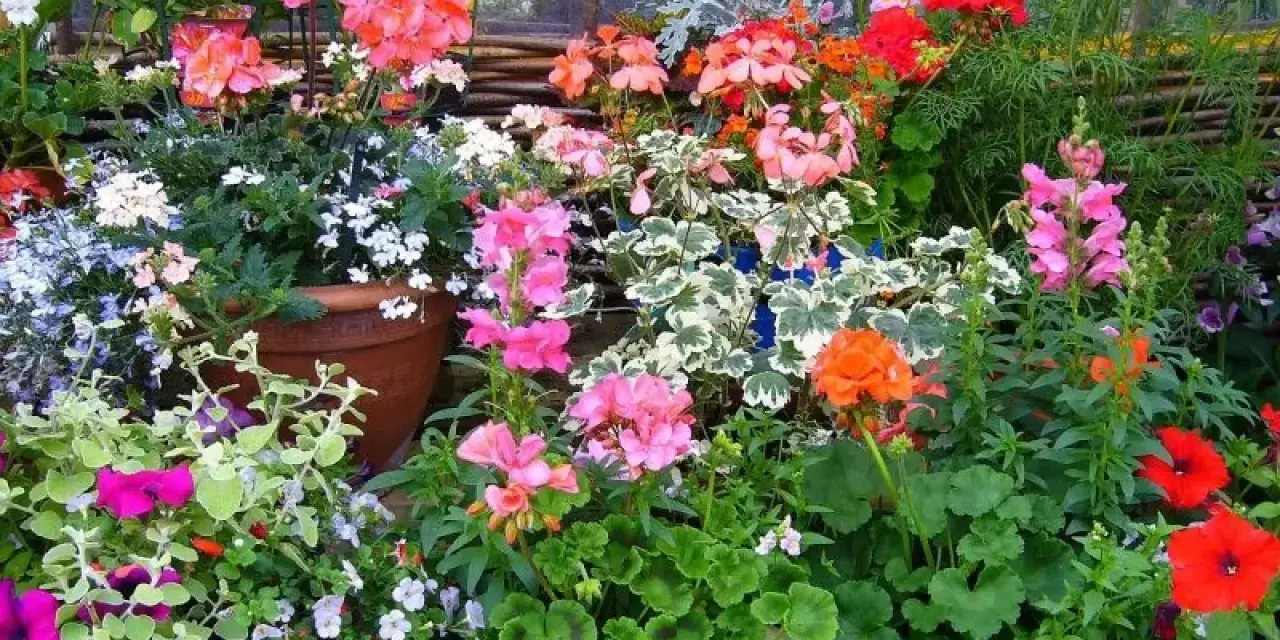 Kolorowe kwiaty do donic na taras: pelargonie, petunie i lobelie tworzą barwną kompozycję.