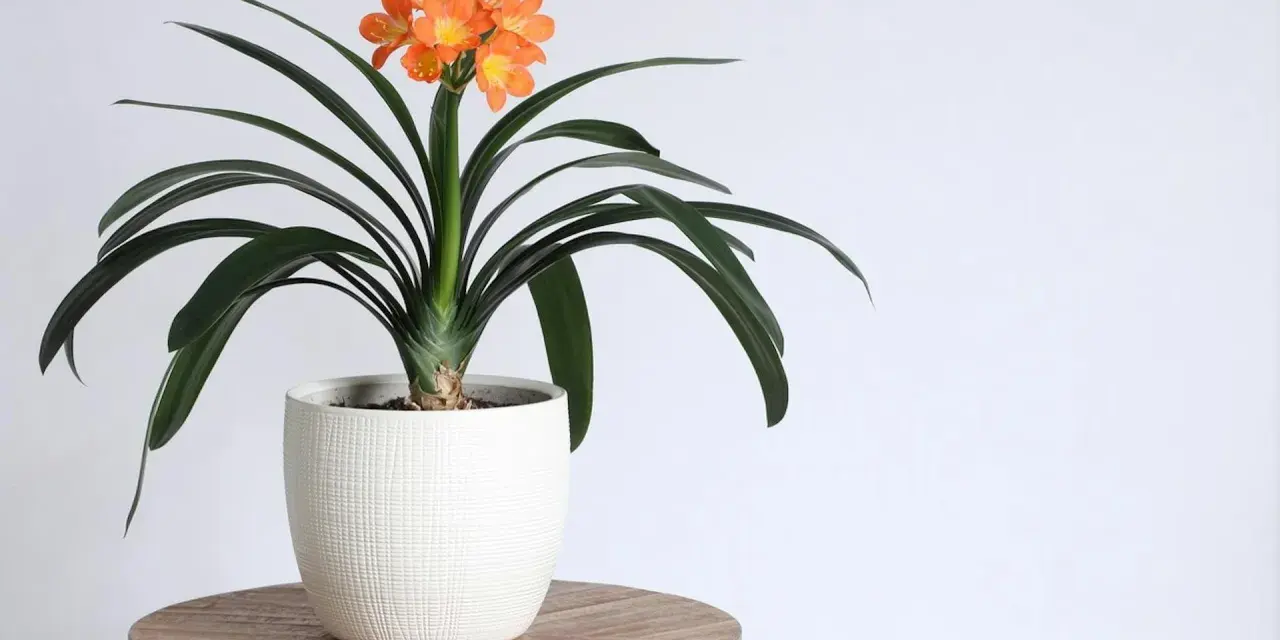 Pomarańczowa clivia w białej doniczce na drewnianym stoliku, z ciemnozielonymi liśćmi i bukietem kwiatów.