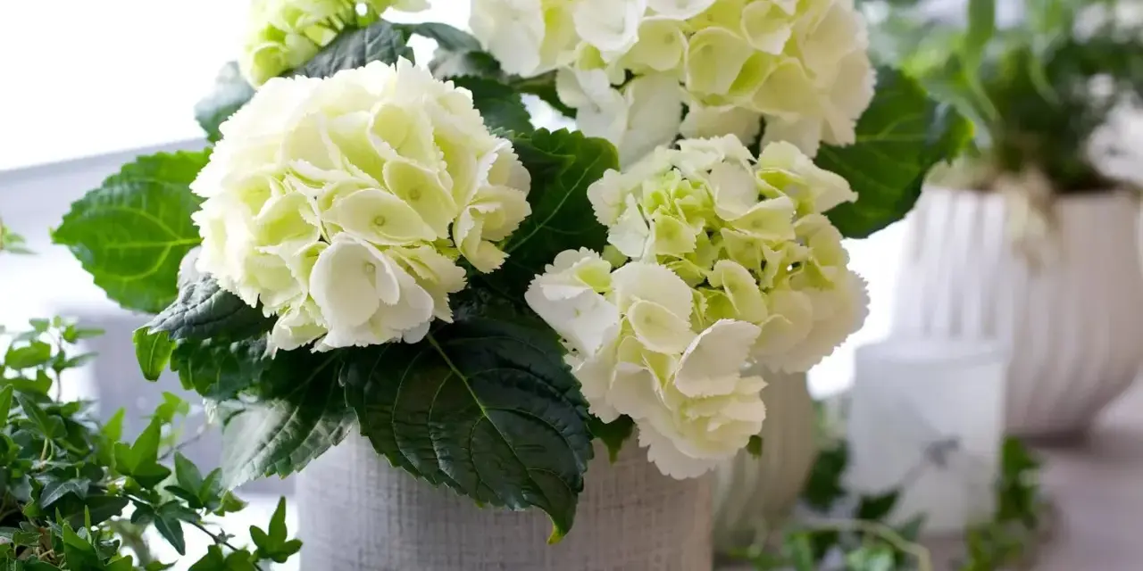 En bukett med vita hortensior i en grå kruka, med gröna blad och en slinga av murgröna. Liknar en primula obconica i sin fluffiga form.
