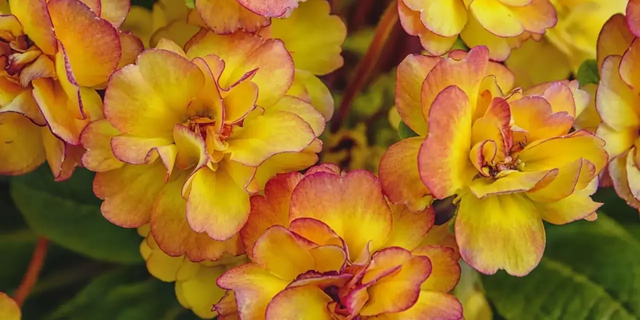 En grupp gula blommor med rosa kanter, som en pussmun blomma, i full blom.