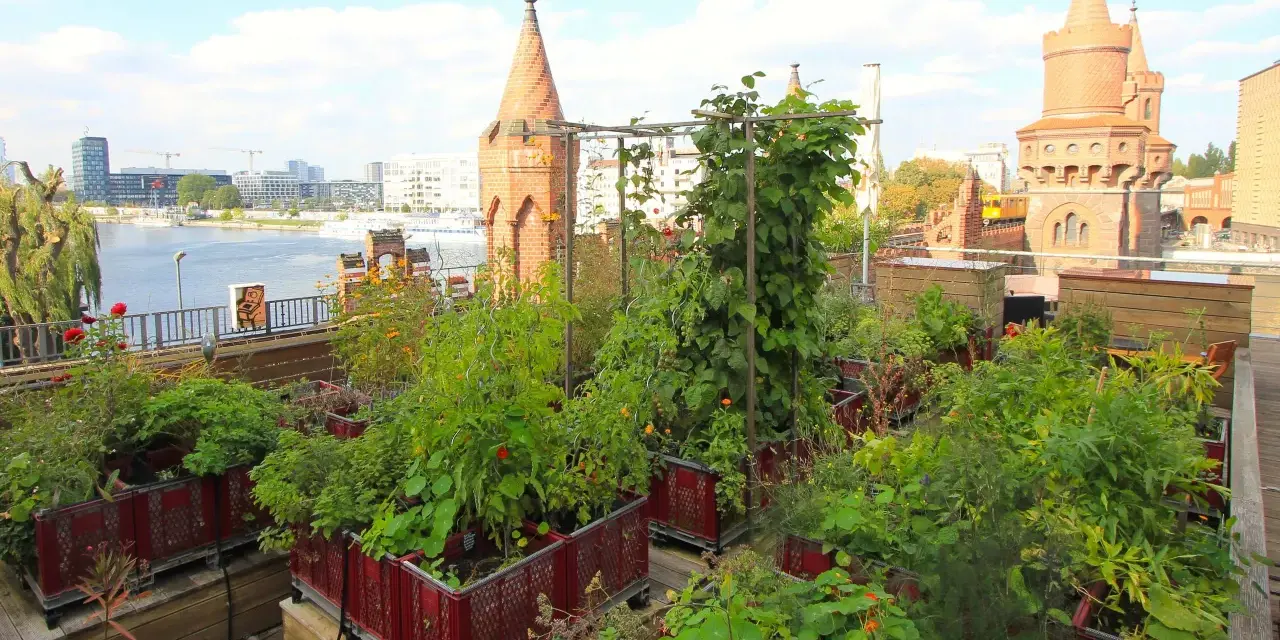 Üppiger urban gardening Berlin auf einem Dach mit Blick auf die Spree und historische Türme.