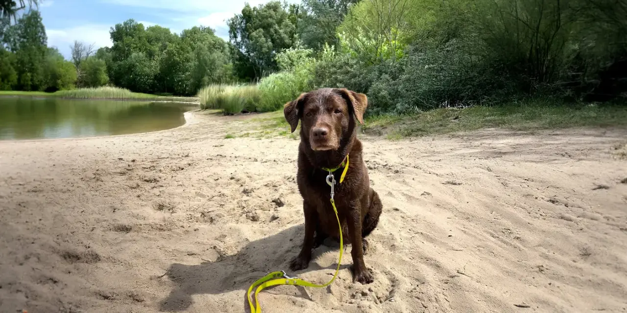 Brauner Hund mit gelber Leine sitzt am Sandstrand eines Sees. Ein schöner Tag für Berlin mit Hund.