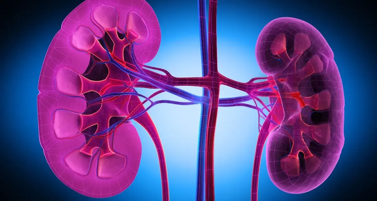 Reni umani stilizzati, con vasi sanguigni. Utile per chi cerca rimedi naturali per difficoltà a urinare uomo.
