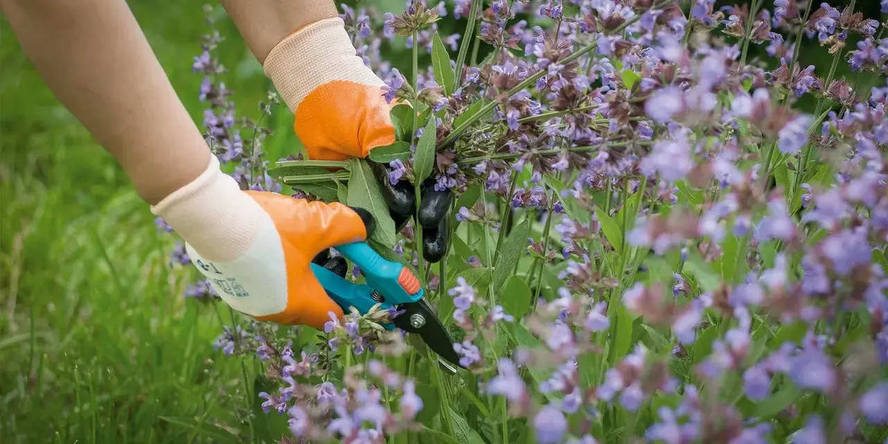 Hände mit Handschuhen schneiden Salbei-Zweige mit einer Gartenschere.
