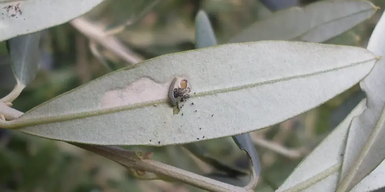 Piccola larva di tignola dell'olivo che crea gallerie e lascia escrementi su una foglia, mostrando i danni tipici.