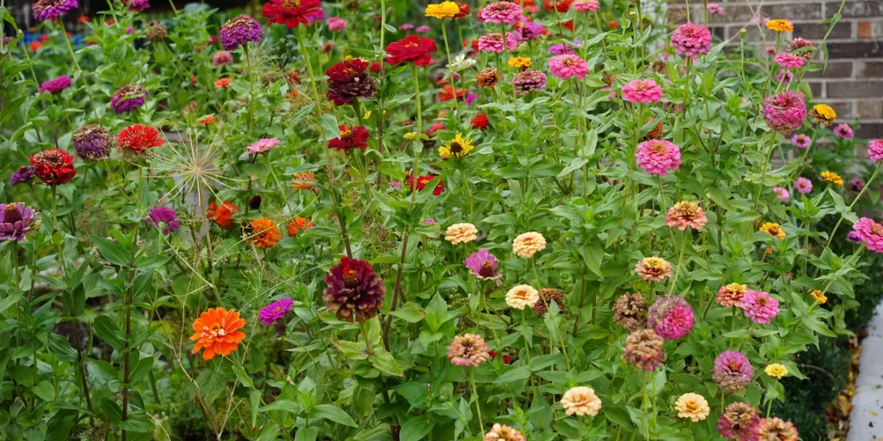 A vibrant patch of zinnias in various colors, from deep red to bright pink and orange. While beautiful, are zinnias edible? This garden offers a feast for the eyes, not the palate.
