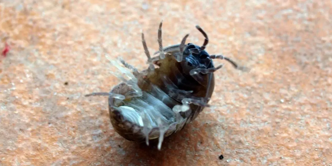 Una cochinilla de la humedad, con sus patas al aire, parece un pequeño guerrero rodando sobre la tierra.