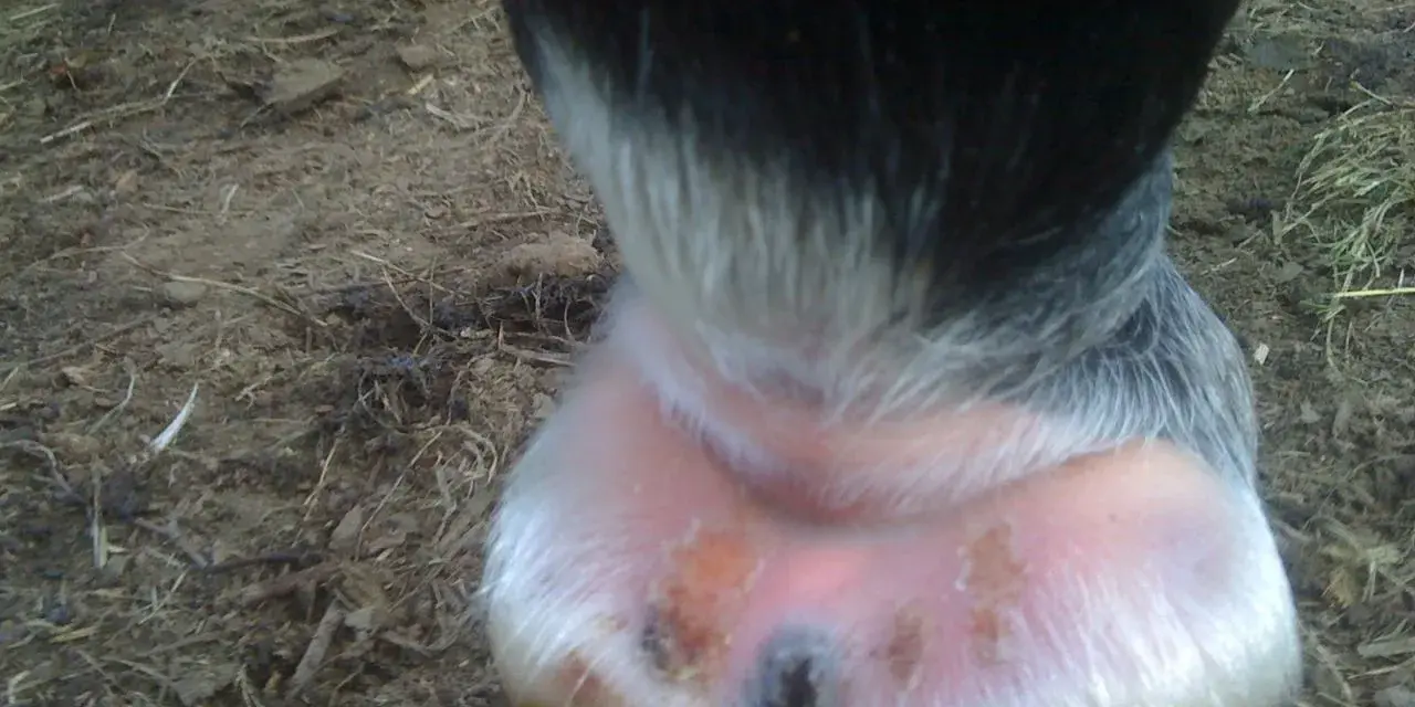 Pied du cheval avec une croute au paturon, montrant une peau irritée et des lésions.
