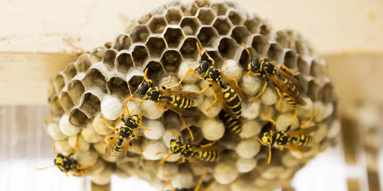 Un panal de avispas con varias avispas amarillas y negras trabajando en sus celdas hexagonales.