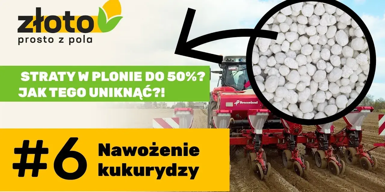 Najlepszy nawóz pod kukurydzę na kiszonkę - uniknij błędów w nawożeniu