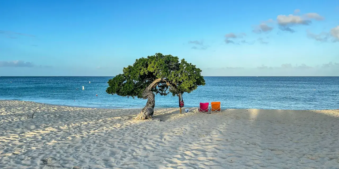 Idealne miejsce na aruba wakacje: plaża z charakterystycznym drzewem, dwiema kolorowymi leżakami i spokojnym morzem.