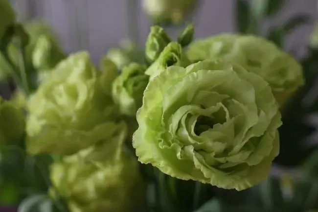 Czy eustoma zimuje w gruncie? Sprawdź, co musisz wiedzieć!