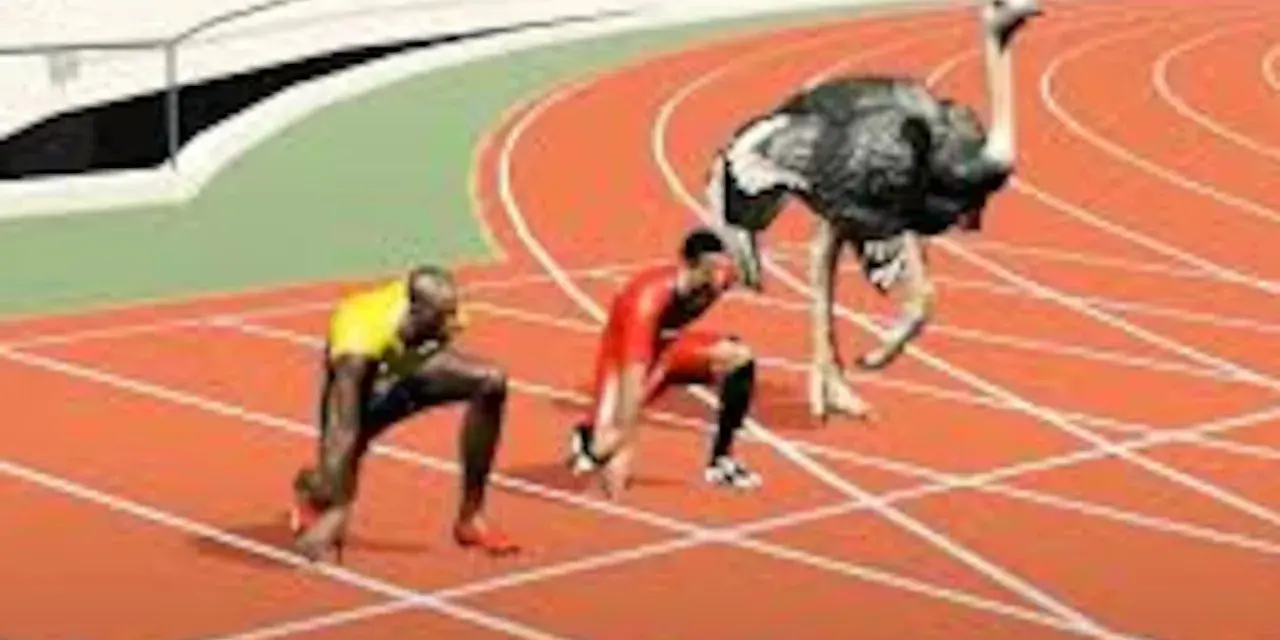 Usain Bolt y una avestruz listos para competir, ¿quién alcanzará la velocidad punta?