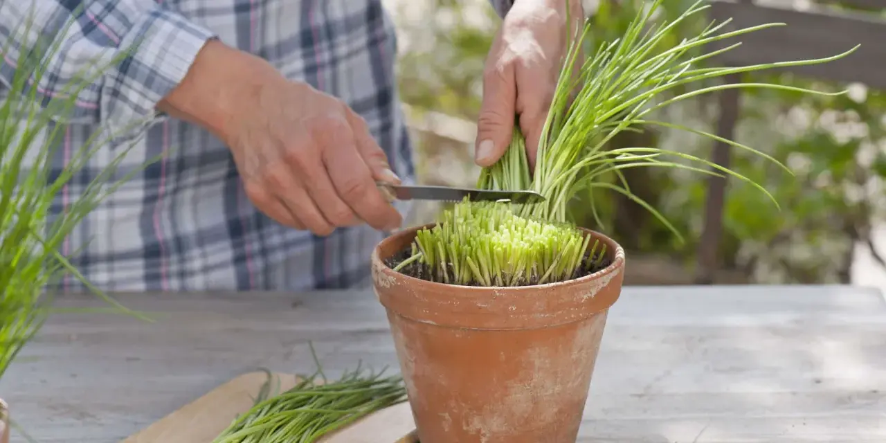 Hände schneiden frischen Schnittlauch aus einem Terrakotta-Topf. Ein Bund Schnittlauch liegt auf einem Holzbrett.