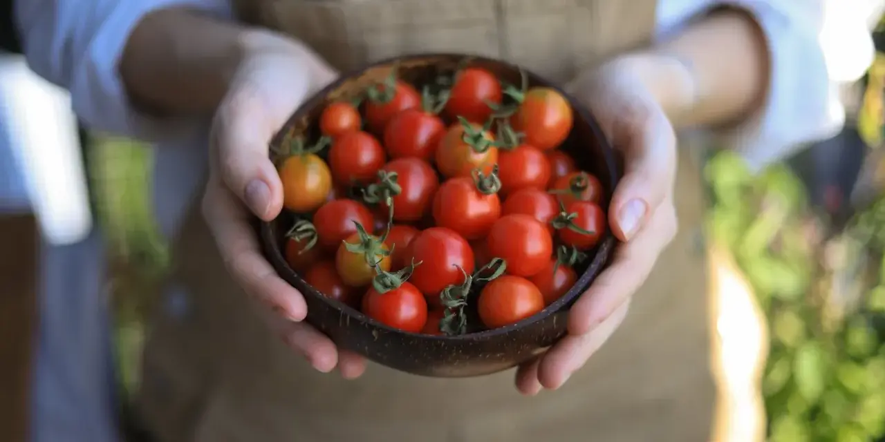 Mani che sorreggono una ciotola di cocco piena di succosi pomodori in vaso, appena raccolti.