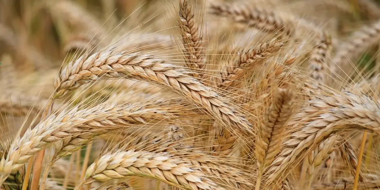 Spighe dorate di grano maturo, pronte per essere raccolte. Un campo che racconta la storia di quando si semina il grano e la natura dona i suoi frutti.