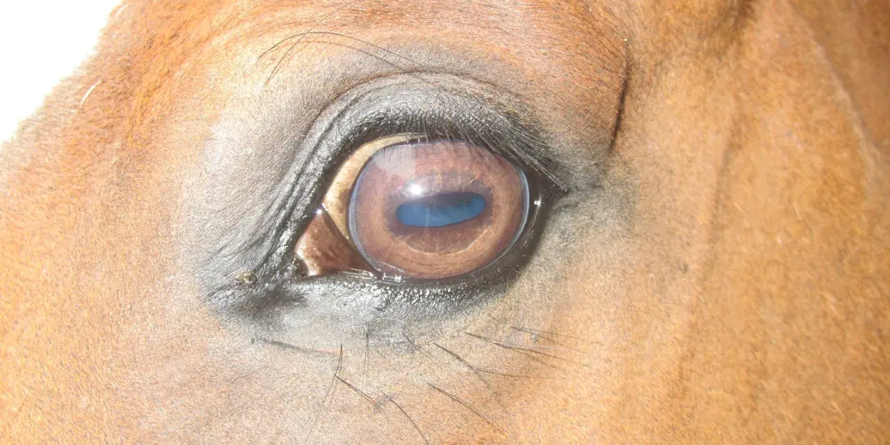 Gros plan sur l'œil d'un cheval brun, reflétant le ciel bleu. La vision du cheval est fascinante.