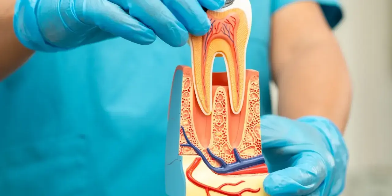 Model zęba w rękach dentysty. Czy ząb po leczeniu kanałowym może się zepsuć? Model pokazuje przekrój zęba z naczyniami krwionośnymi.