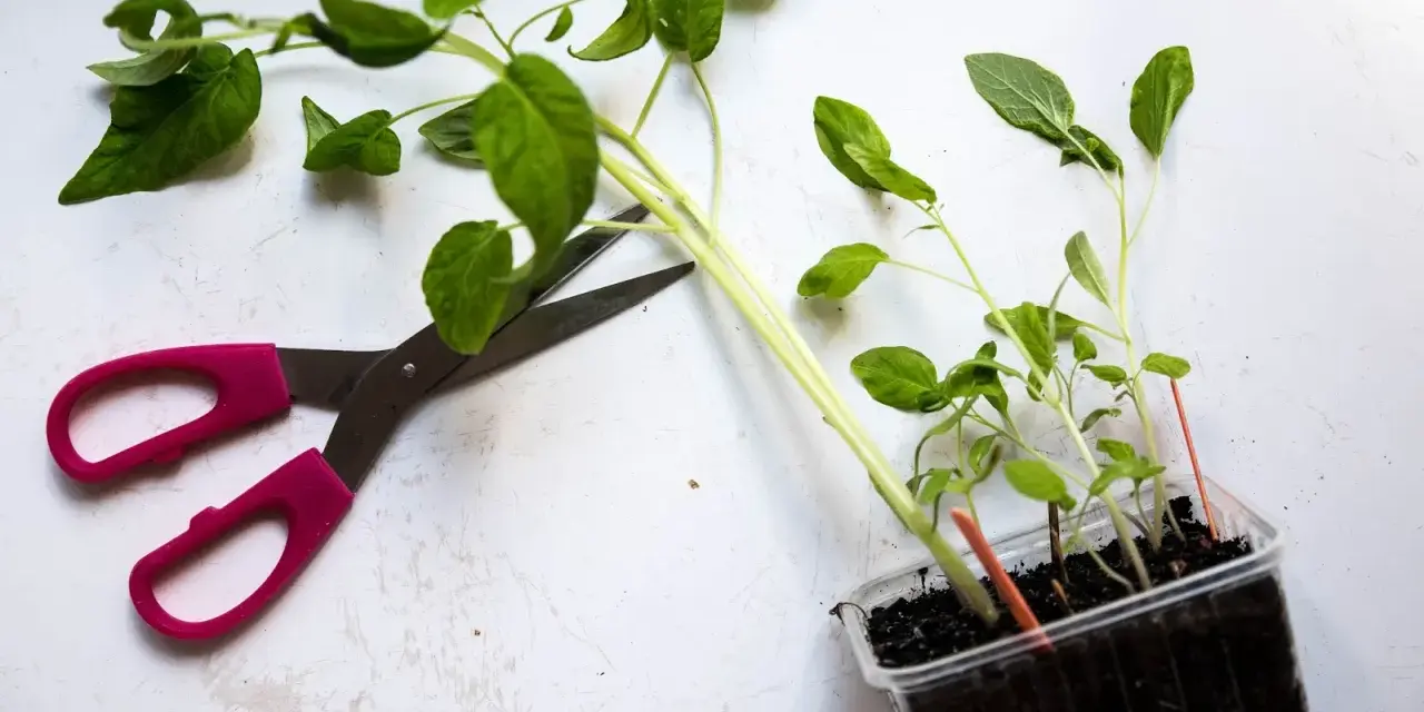 Rosa saxar bredvid tomatplantor i plastkruka. Dags att fundera på hur ska man toppa tomatplantor för bättre skörd.