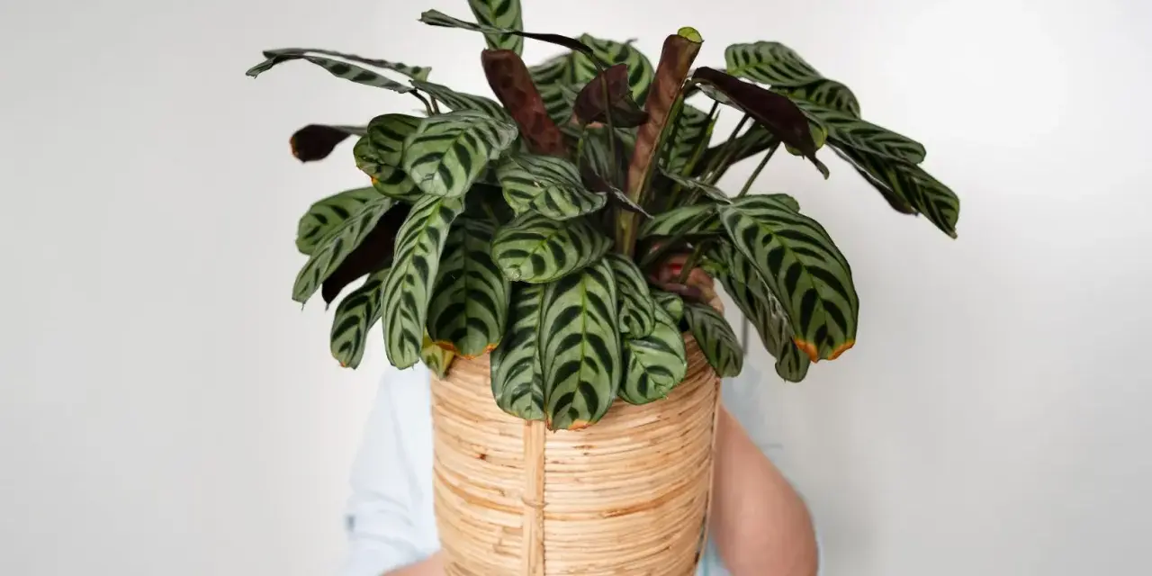 Calathea zebrina w wiklinowym koszu. Dowiedz się, jak dbać o tę roślinę, by pięknie rosła.