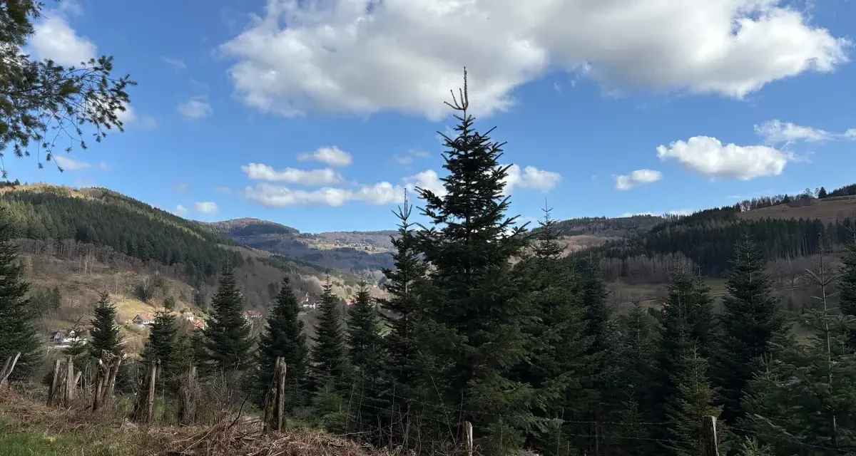 Paysage de Robert Landsburg : sapins imposants, ciel bleu et nuages blancs, avec un village niché dans la vallée.
