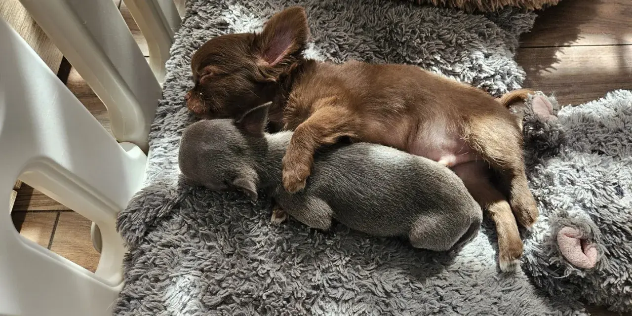 Dwa szczenięta chihuahua śpią wtulone w siebie na miękkim kocu. To dowód, że mamy najlepsza hodowla chihuahua w Polsce.
