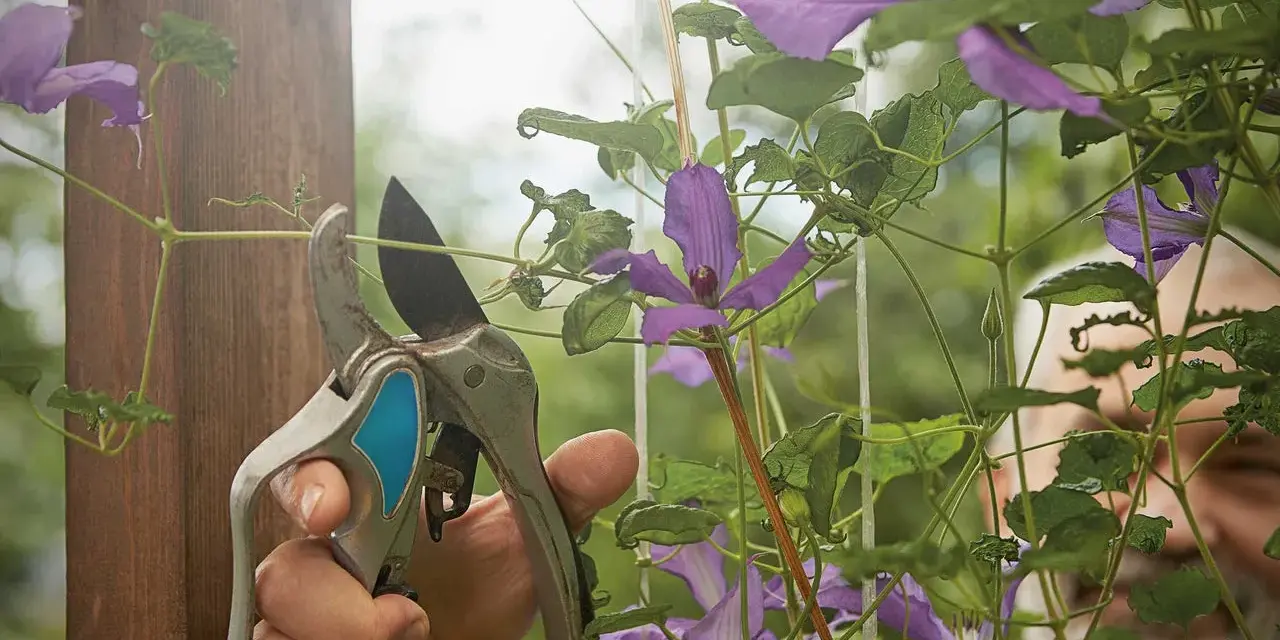 Gärtner schneidet mit einer Gartenschere eine Clematis. Die lila Blüten und grünen Blätter sind im Fokus.