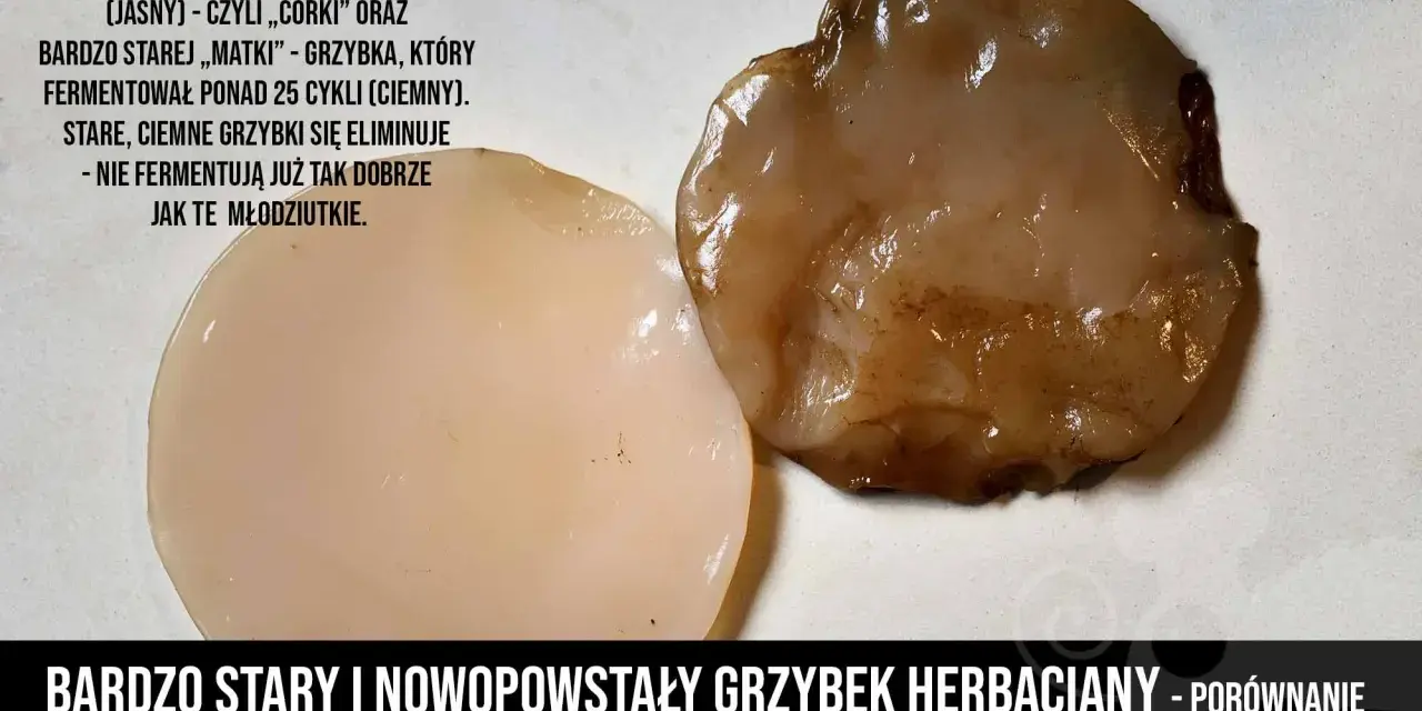 Porównanie młodego, jasnego grzybka herbacianego i starego, ciemnego, który jest już zepsuty i nie fermentuje.