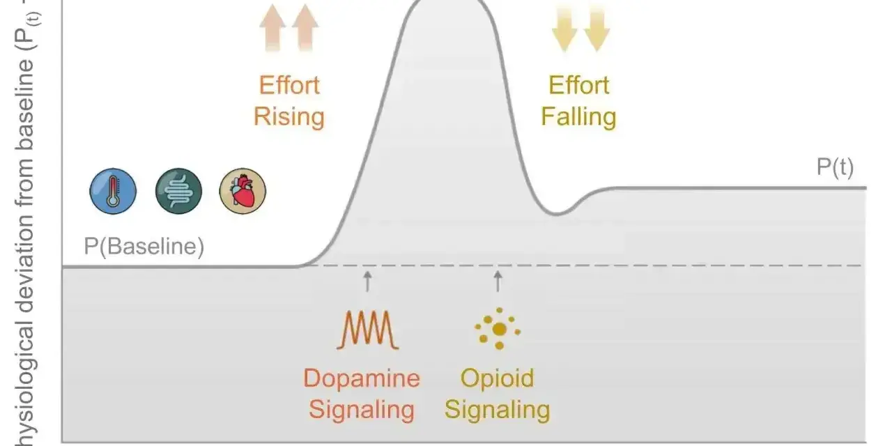 Wykres pokazuje, jak dopamina i serotonina wpływają na motywację i wysiłek. Wzrost dopaminy sygnalizuje motywację, a jej spadek wiąże się z ulgą.