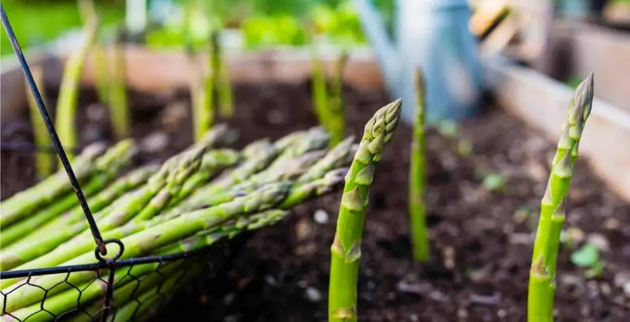 Asparagi freschi raccolti in un cesto, con la pianta di asparagi che spunta dal terreno in un orto.