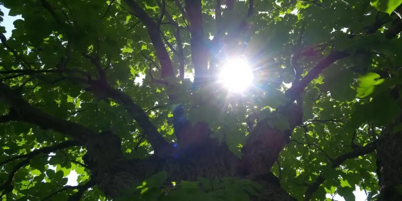 Le soleil perce à travers les feuilles d'un arbre de plus de 20 mètres, créant un halo lumineux.