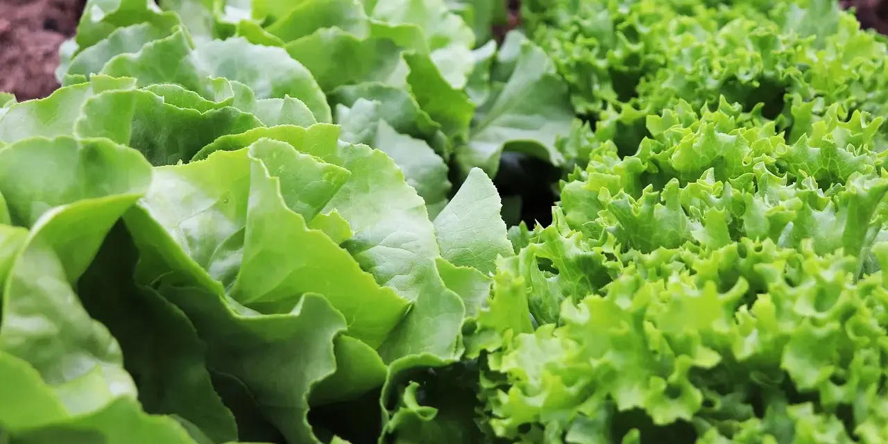 L'insalata fresca cresce rigogliosa, con foglie verdi e ondulate. Il corretto piantare insalata distanza garantisce una crescita sana e abbondante.